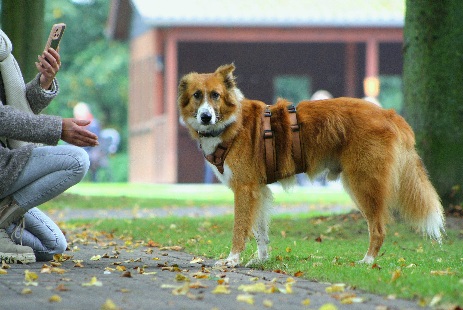 Hundewiese Eickhorst